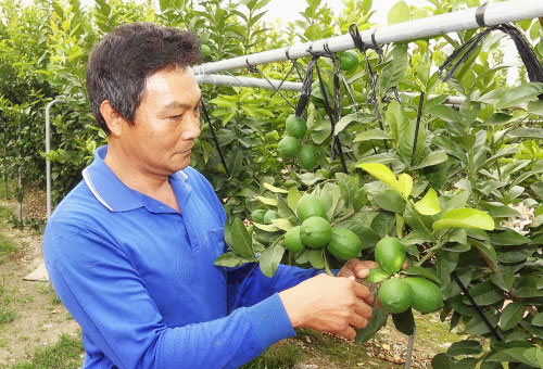 金園農民-契作農民-郭欽輝